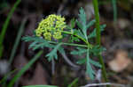 Nuttall's prairie parsley